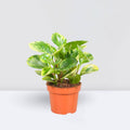 Peperomia marble or Variegated Peperomia 10 - 15cm - Greensouq - 