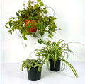 Pet Friendly Bundle 2 - Greensouq - 