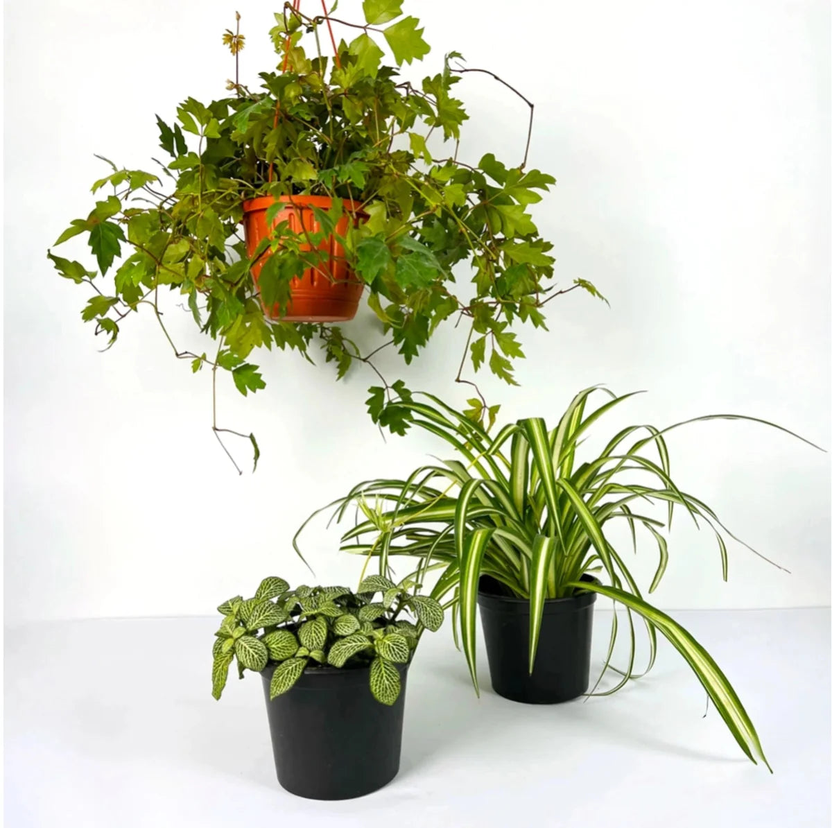 Pet Friendly Bundle 2 - Greensouq - 