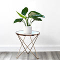 Philodendron Congo Green 30 - 40.cm - Greensouq -