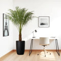 Pygmy Date Palm / Phoenix Roebelenii in Black Ceramic Pot - Greensouq -