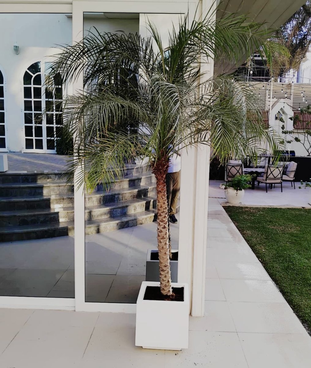 Phoenix Roebelenii / Pygmy Date Palm in white Grp Pot 40x40 - Greensouq - 