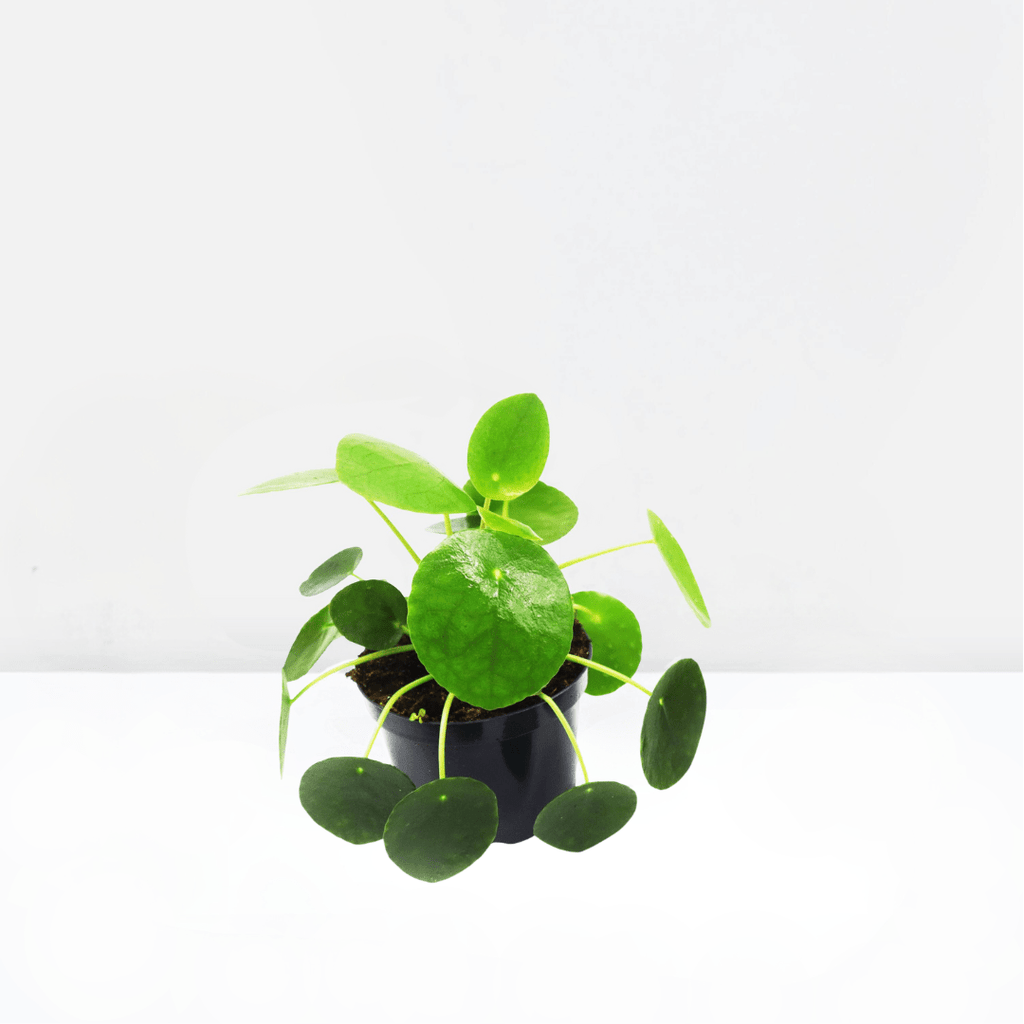 Pilea Peperomioides Mini "Chinese Money Plant" - Greensouq - 