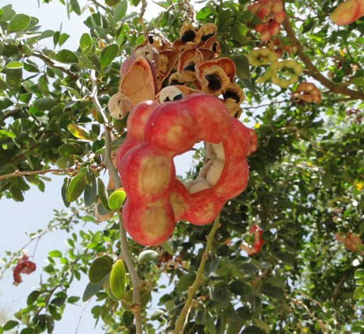 Pithecellobium Dulce, Jungle JalebI or Madras Thorn - Greensouq - 