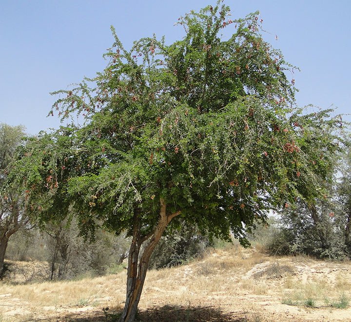 Pithecellobium Dulce, Jungle JalebI or Madras Thorn - Greensouq - 