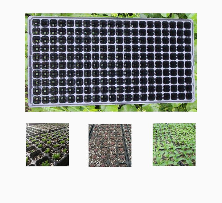 Plastic Seeds Tray - Greensouq - 
