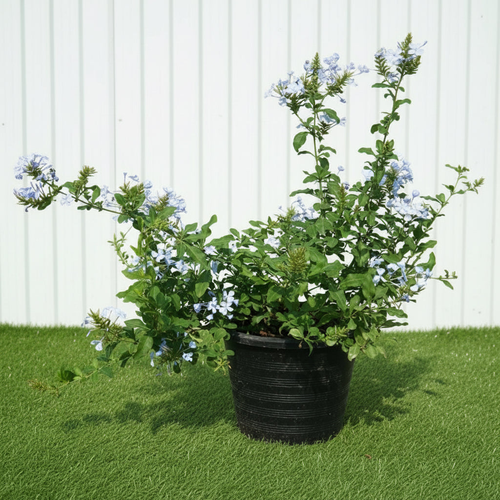 Plumbago capensis Or The Blue Plumbago 40 - 50cm - Greensouq - 