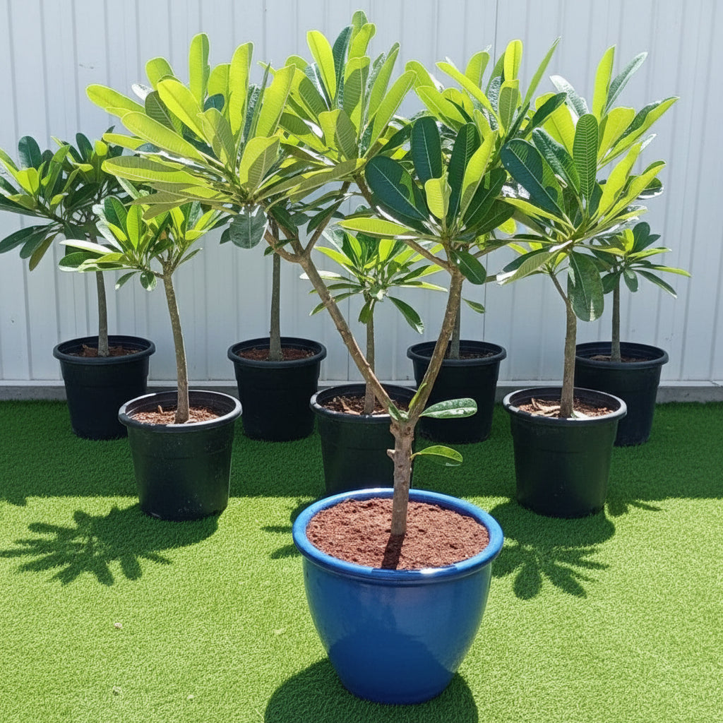 Plumeria Obtusa "Frangipani, The Temple Tree or Champa" - Greensouq - 