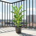 Plumeria Obtusa "Frangipani, The Temple Tree or Champa" - Greensouq - 