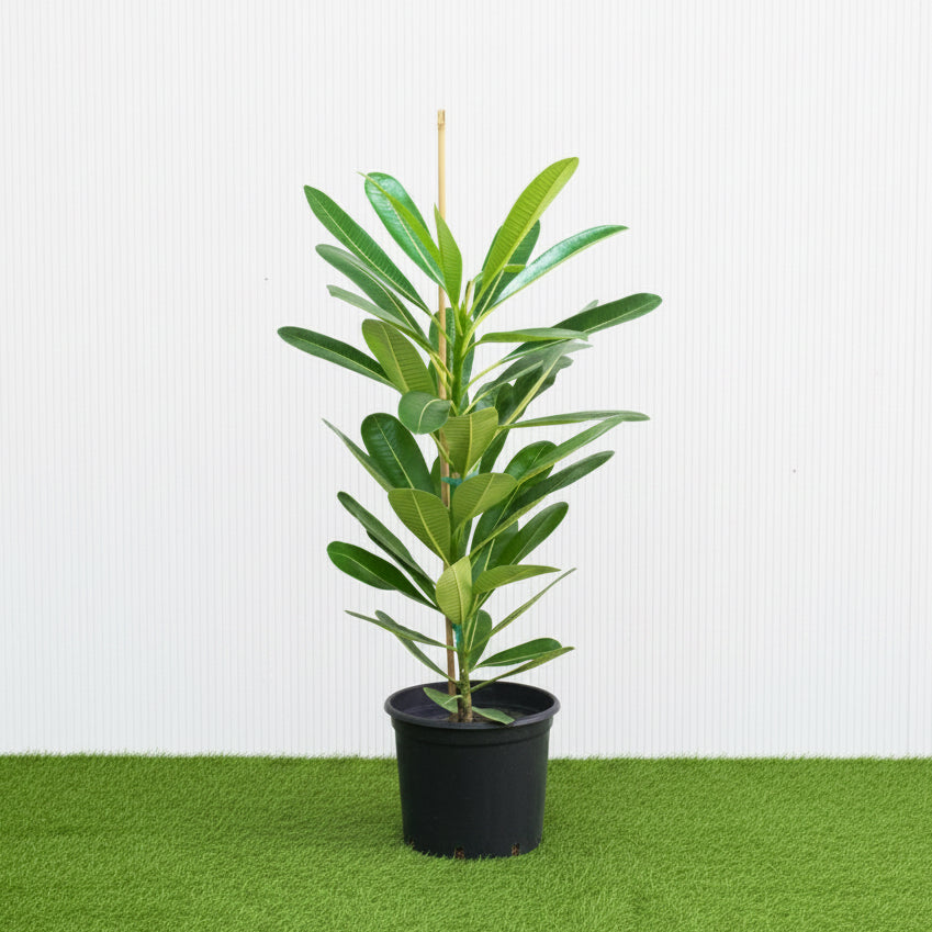 Plumeria Obtusa "Frangipani, The Temple Tree or Champa" - Greensouq - 