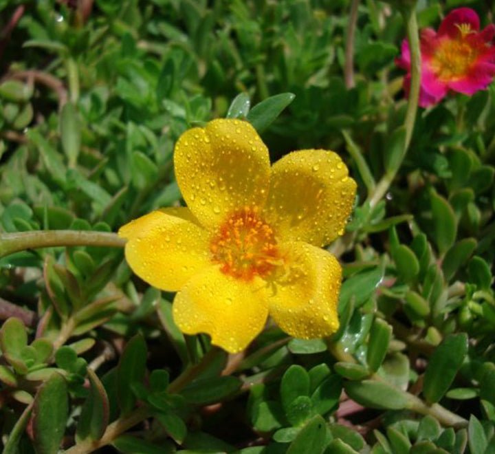 Hanging Wingpod Purslane | Portulaca Umbraticola "Hanging" Wingpod purslane - Greensouq -
