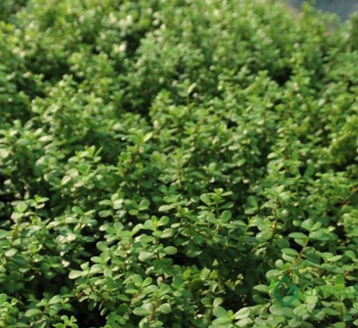 Portulacaria afra Hanging Elephant Bush - Greensouq -