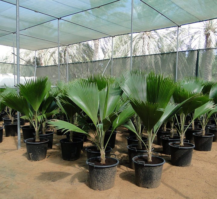 Pritchardia Pacifica Or Fiji Fan Palm 80 - 100cm - Greensouq - 