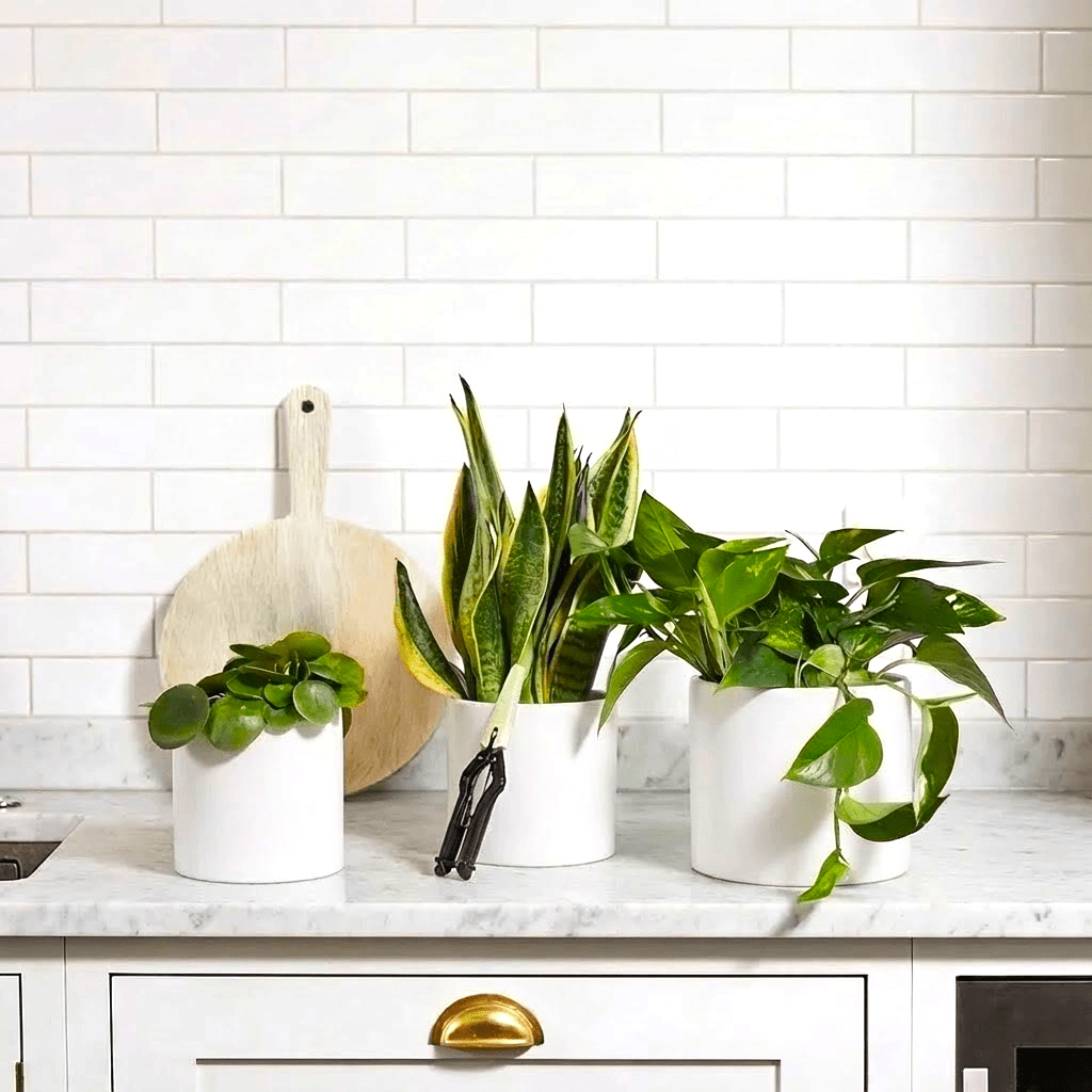 Propagation Plants Set (Pilea 15 - 20cm, Hanging Money Plant 20 - 30cm, Snake Plant 20 - 25cm) - Greensouq - 
