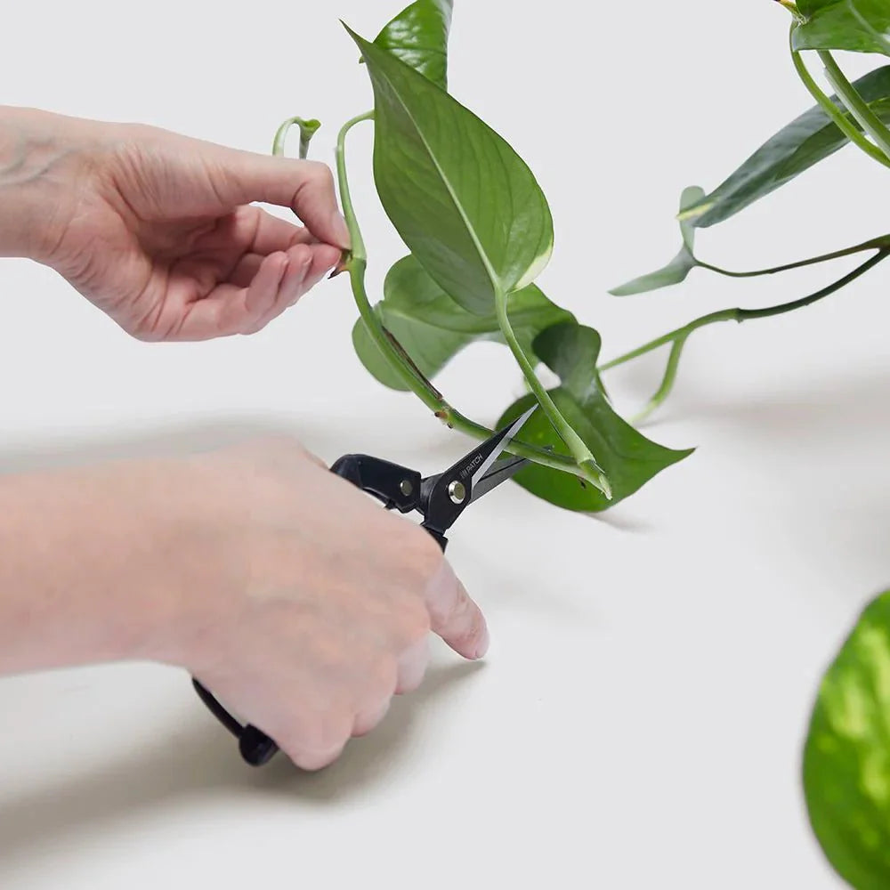Propagation Plants Set (Pilea 15 - 20cm, Hanging Money Plant 20 - 30cm, Snake Plant 20 - 25cm) - Greensouq - 