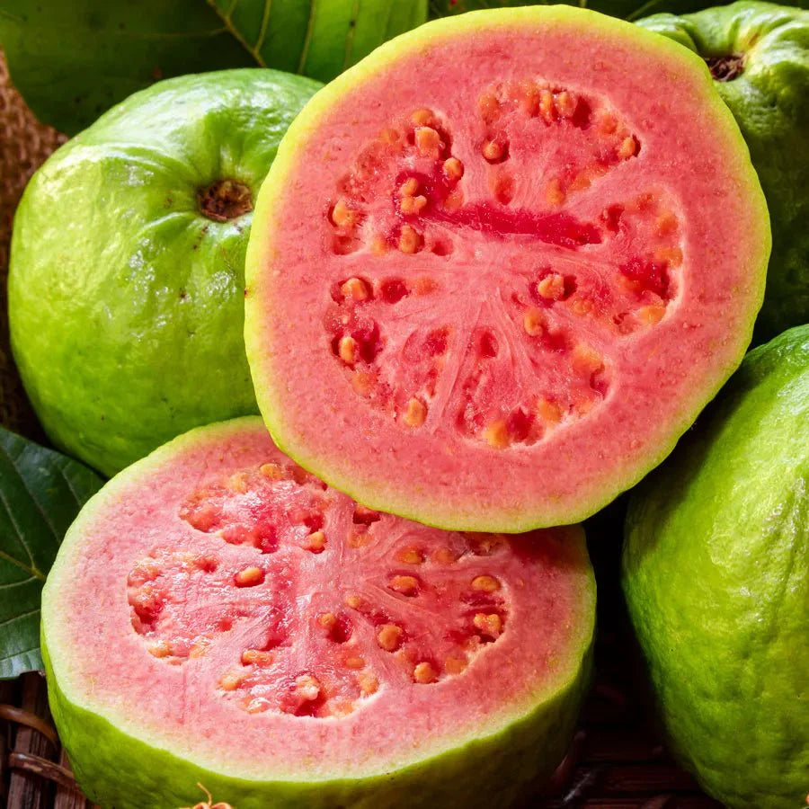Red Guava Tree 1.0 - 1.2 - Greensouq -