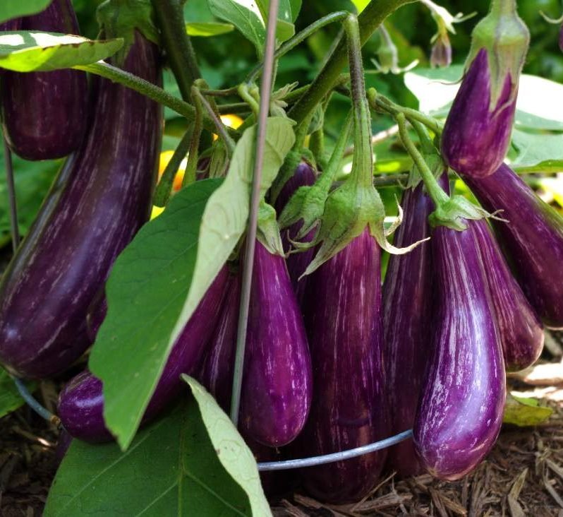 Agrimax Purple Eggplant Seeds - Greensouq -