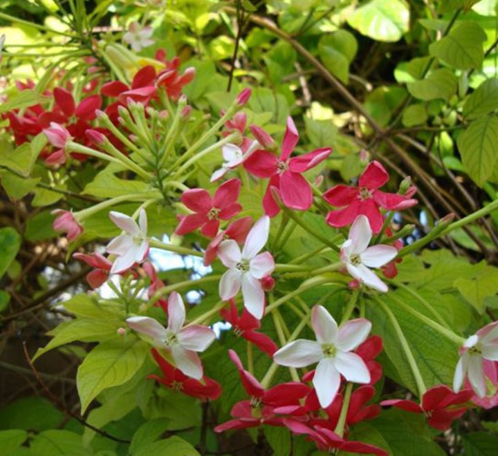 Quisqualis Indica Or Rangoon Creeper - Greensouq - 
