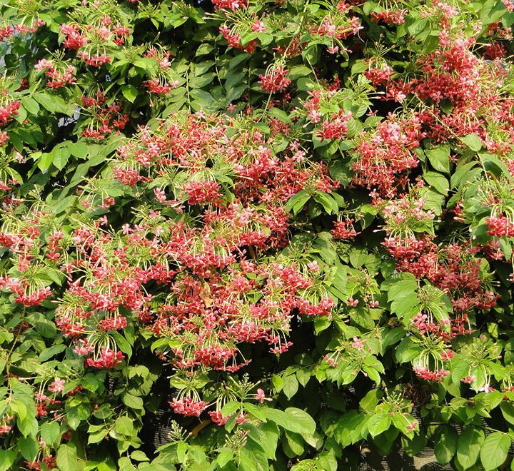Quisqualis Indica Or Rangoon Creeper - Greensouq - 