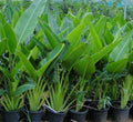 Ravenala Madagascariensis "Traveller's Palm" - Greensouq - 