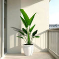 Madagascar Traveller's Palm in Rolled Rim Pot - 1.0-1.3m - Greensouq -