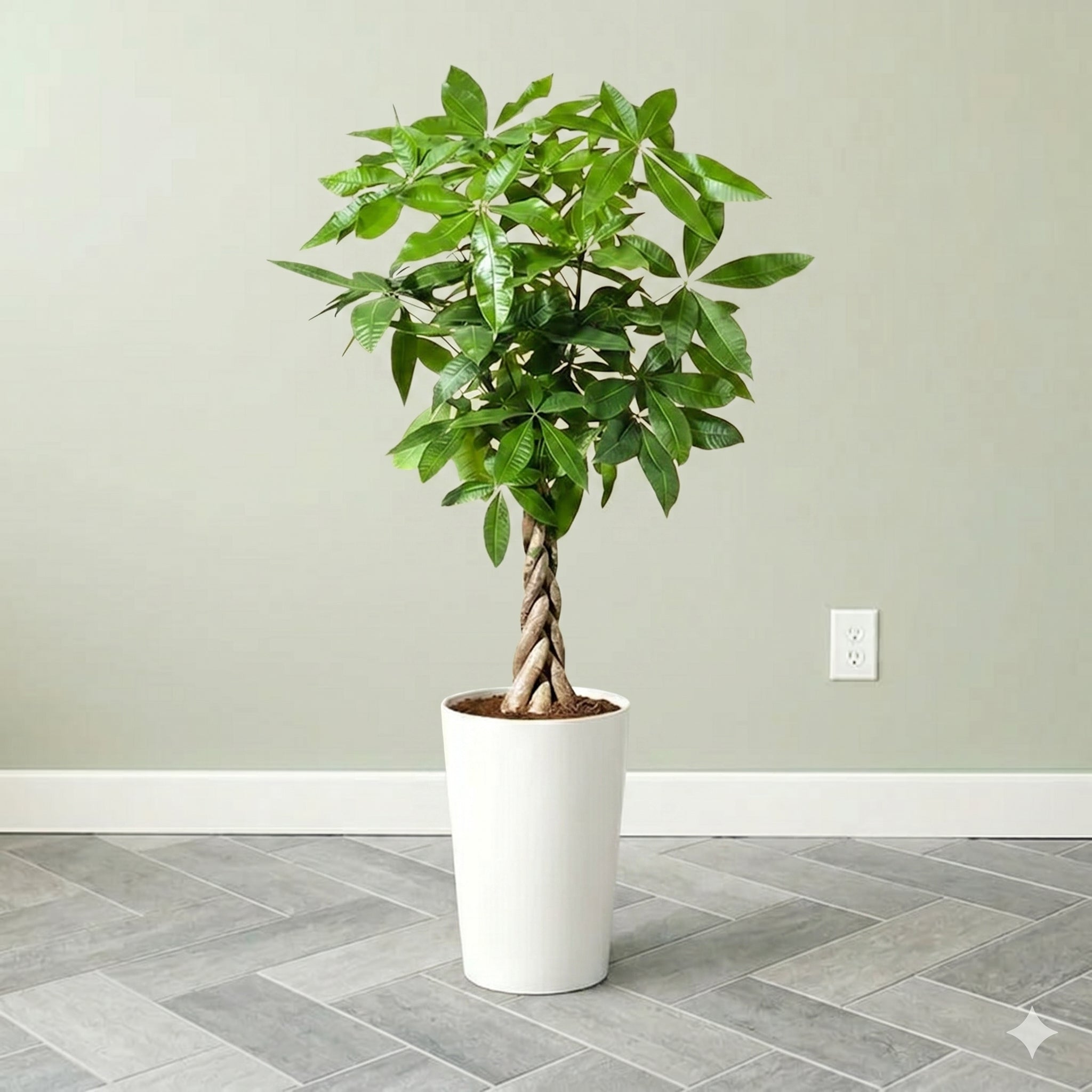 Money Tree Pachira Aquatica,  "Twisted Trunk" 130 - 150cm  شجرة المال