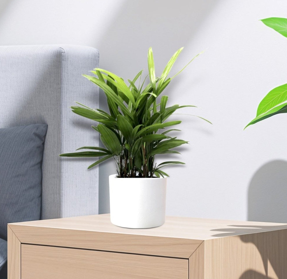 Rhapis Excelsa 30 - 40cm | Lady Palm | سيدة النخيل | Miniature Fan Palm - Greensouq - 