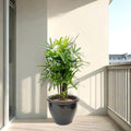 Rhapis Excelsa "Lady Palm سيدة النخيل or Miniature Fan Palm" in Rolled Rim Pot - Greensouq - 