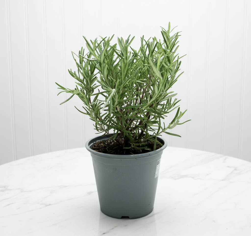 Rosemary Herb Indoor "Rosmarinus Officialis" - Greensouq - 