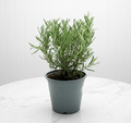 Rosemary Herb Indoor "Rosmarinus Officialis" - Greensouq - 
