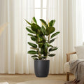 Large Rubber Plant in Black Ceramic Pot (Holland) - 80-100cm - Greensouq -