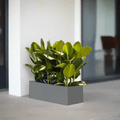 Rubber Plant Trio Indoor or Ficus Elastica Trio in Rectangular Fiber Glass Planter (GRP) (90x30x30cm) - Greensouq -