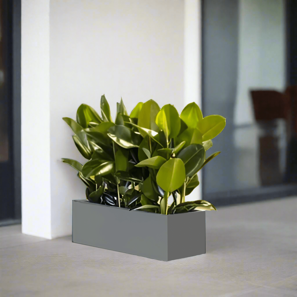 Rubber Plant Trio Indoor or Ficus Elastica Trio in Rectangular Fiber Glass Planter (GRP) (90x30x30cm) - Greensouq -