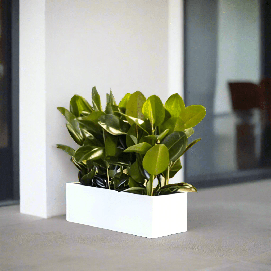Rubber Plant Trio Indoor or Ficus Elastica Trio in Rectangular Fiber Glass Planter (GRP) (90x30x30cm) - Greensouq -
