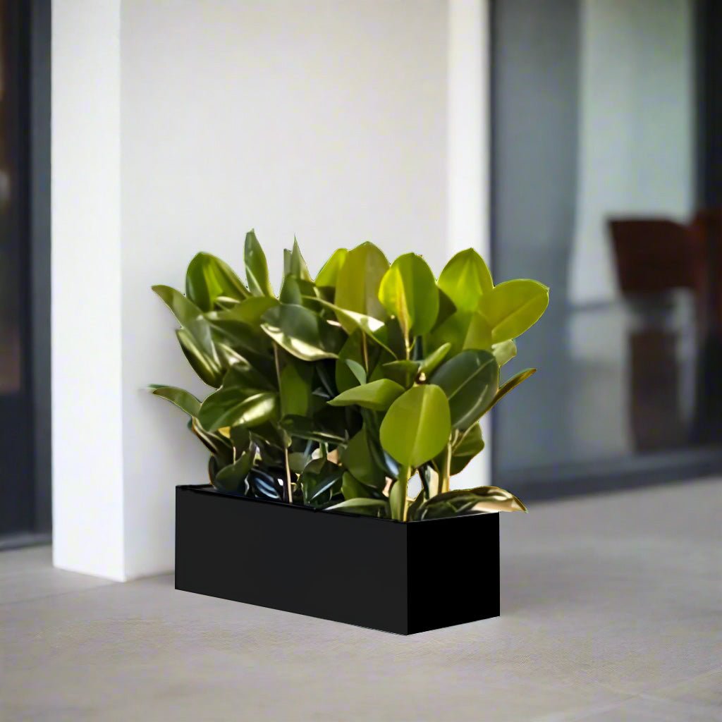 Rubber Plant Trio Indoor or Ficus Elastica Trio in Rectangular Fiber Glass Planter (GRP) (90x30x30cm) - Greensouq -