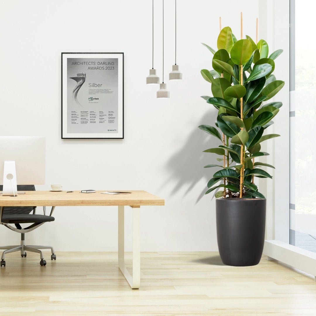 Rubber Plant Tall 3pp 1.2 to 1.5 Office Plant (Holland) - Greensouq - 