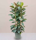 Rubber Plant Tall 3pp 1.2 to 1.5m - Greensouq - 