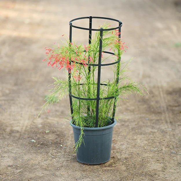 Russelia Equisetiformis "Coral Plant, Firecracker Plant" 0.7 - 0.9m - Greensouq - 