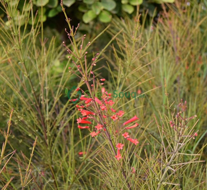 Russelia Equisetiformis "Coral Plant, Firecracker Plant" 0.7 - 0.9m - Greensouq - 