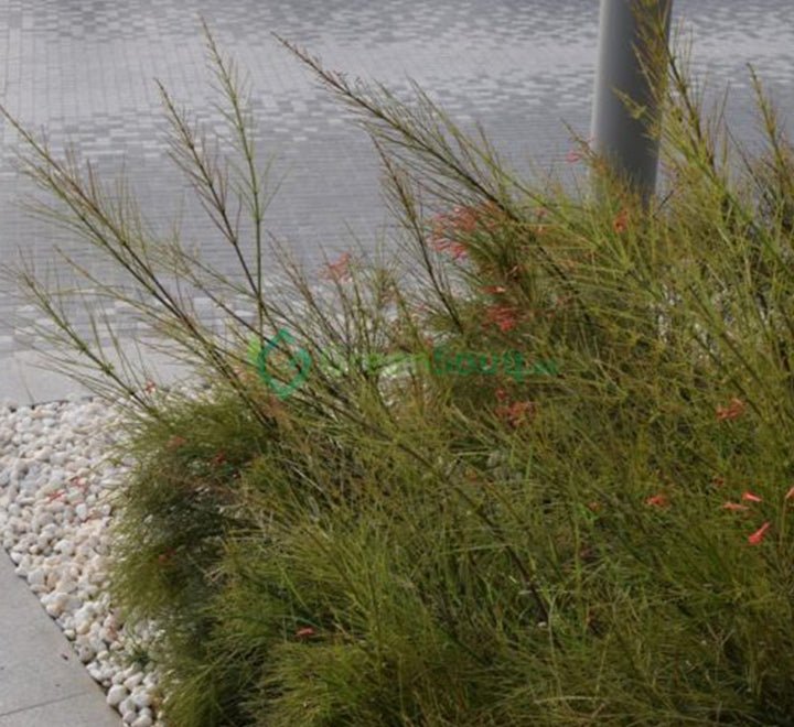 Russelia Equisetiformis "Coral Plant, Firecracker Plant" 0.7 - 0.9m - Greensouq - 