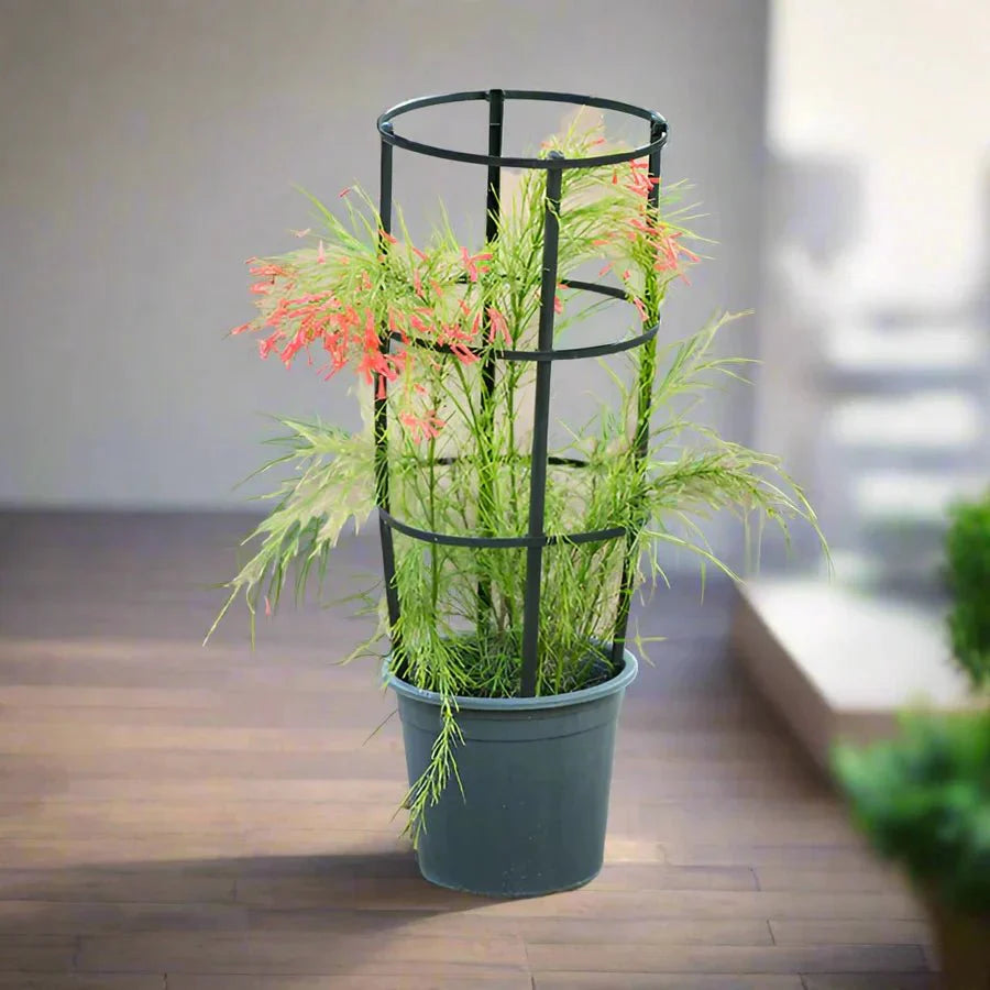 Russelia Equisetiformis "Coral Plant, Firecracker Plant" 0.7 - 0.9m - Greensouq - 