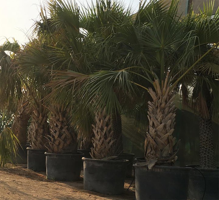 Sabal palmetto | Cabbage Palmetto, Sabal Palm, Carolina Palmetto 2.0 - 2.5m Height - Greensouq - 