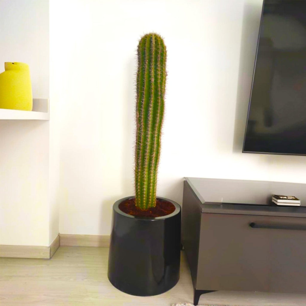 Saguaro cactus - Greensouq - 