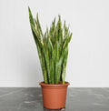 Sansevieria Trifasciata 'Laurentii' or Snake Plant - Greensouq - 