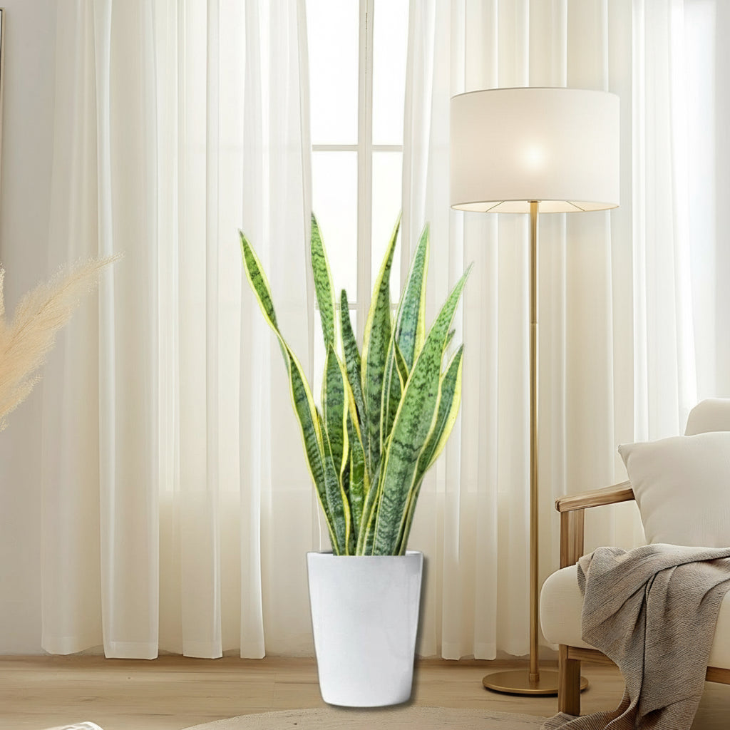 Sansevieria Trifasciata 'Laurentii' or Snake Plant - Greensouq - 