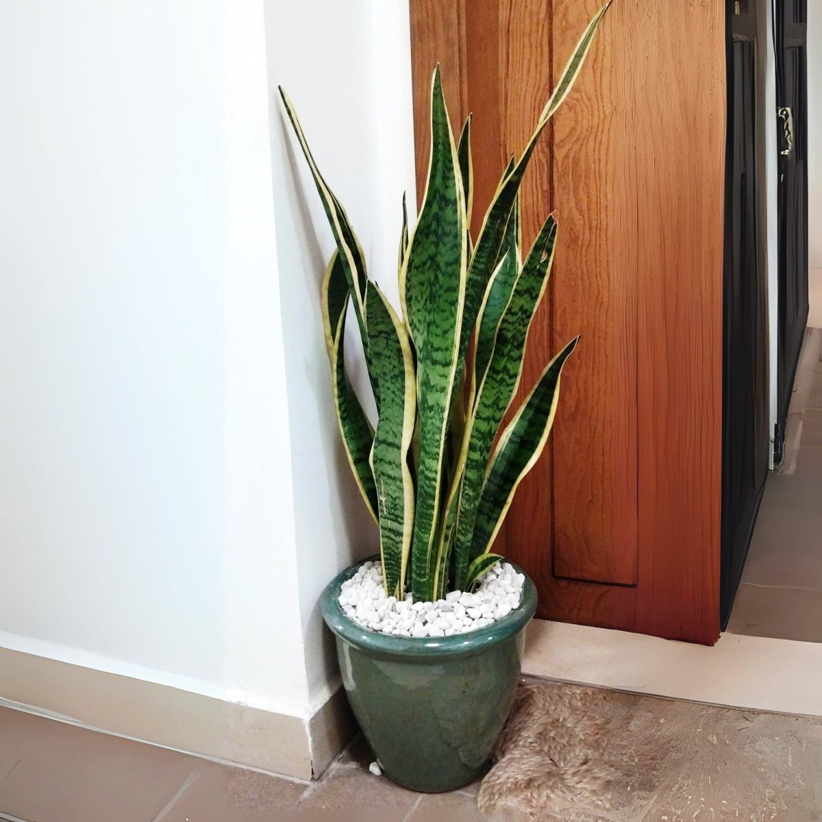 Sansevieria Trifasciata 'Laurentii' / Snake Plant in Rolled Rim Pot - Greensouq -