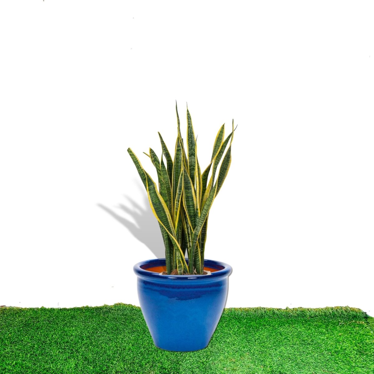 Sansevieria Trifasciata 'Laurentii' / Snake Plant in Rolled Rim Pot - Greensouq -