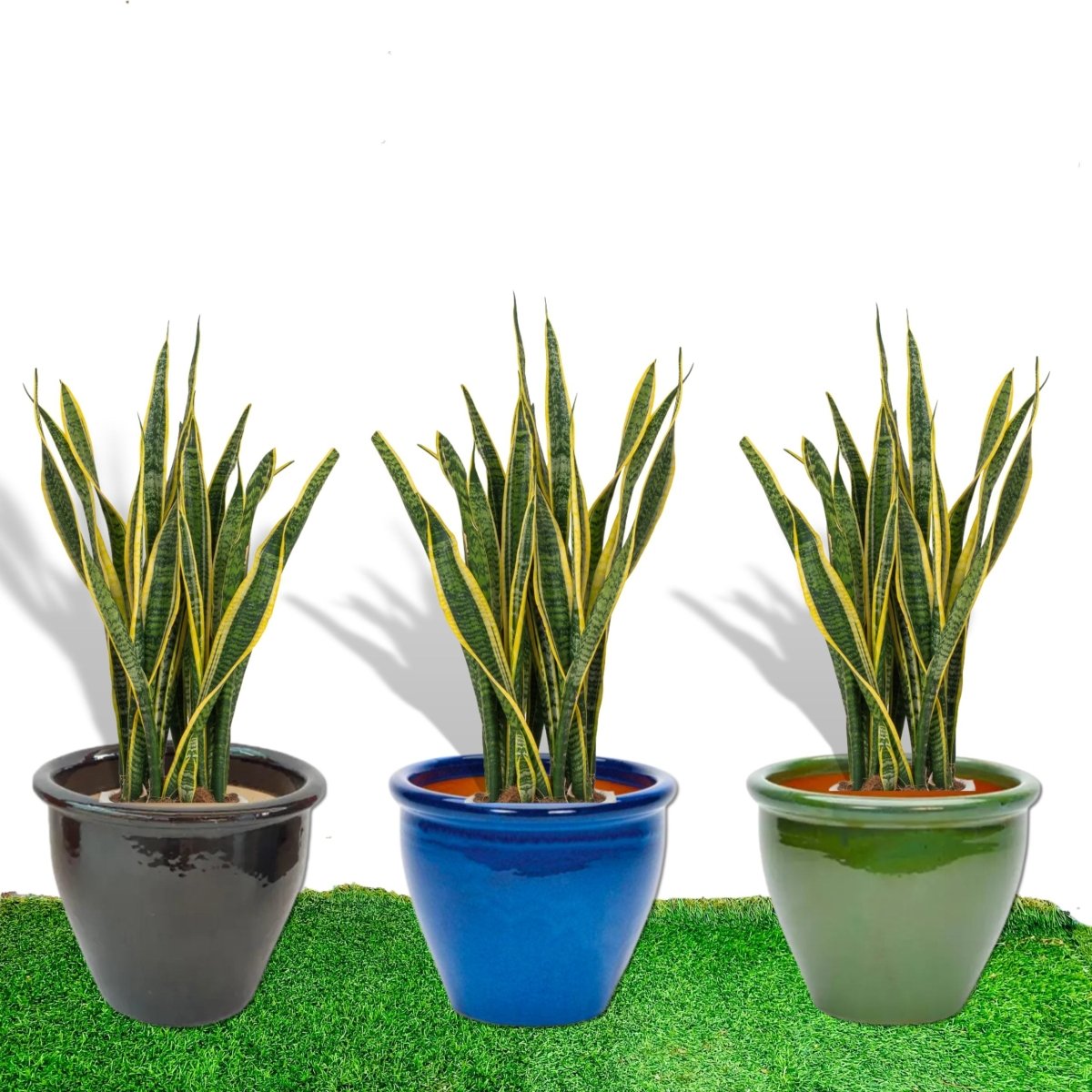 Sansevieria Trifasciata 'Laurentii' / Snake Plant in Rolled Rim Pot - Greensouq -