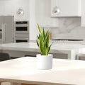 Sansevieria Trifasciata "Snake Plant" 20 - 25cm - Greensouq - 