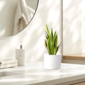 Sansevieria Trifasciata "Snake Plant" 20 - 25cm - Greensouq - 